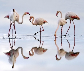 Woda, Flamingi