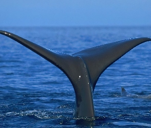 Płetwa, Wieloryba
