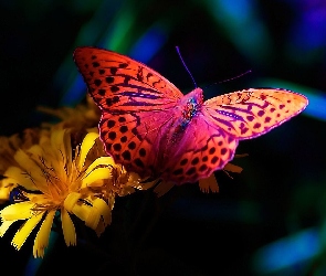 Kolorowy, Kwiat, Motyl