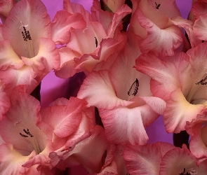 Mieczyki Gladiolus