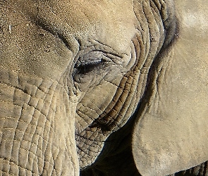 Głowa, Uszy, Słonia