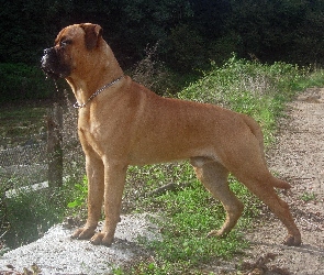 Bullmastiff, płot