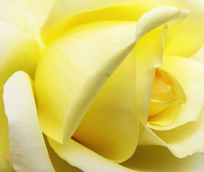 Żółta, Makro, Róża