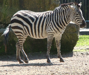 ZOO, Zebra