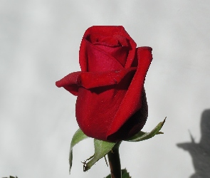 Róża, Cień, Czerwona