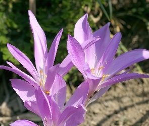 Kwiatki, Fioletowe