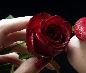 Usta, Dłoń, Róża