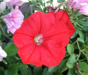 Petunia ogrodowa, Listki, Zielone