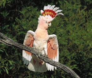 Papuga, czubek, kakadu