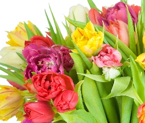 Tulipany, Liście, Kolorowe