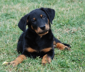 Owczarek francuski Beauceron, Młody