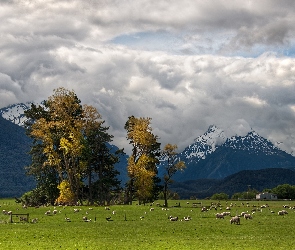 Trey Ratcliff, Nowa Zelandia, Owce, Pastwisko, Góry, Glenarchy