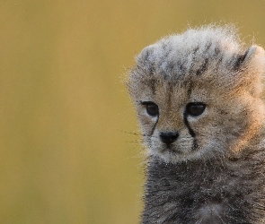Słodki, Gepard