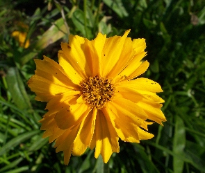 Kwiatuszek, Żółty