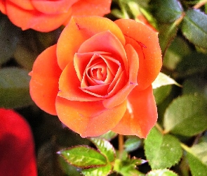 Herbaciana, Róża