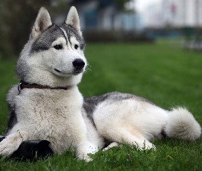 Siberian Husky