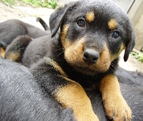 Szczeniak, Rottweiler