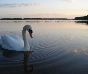 Łabędź, Jezioro