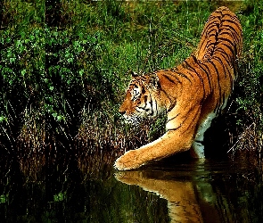 Woda, Zarośla, Tygrys