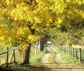 Pola, Drzewa, Żółte, Ścieżka