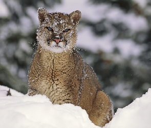 Śnieg, Puma