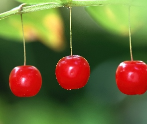 Trzy, Wisienki
