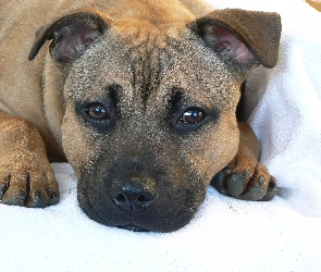 Morda, Staffordshire Terrier