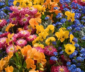 Kolorowe, Kwiatuszki