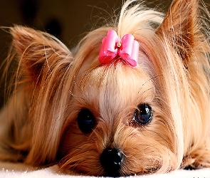 Kokardka, Yorkshire Terrier