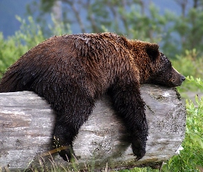 Grizzly, Sen, Niedźwiedź