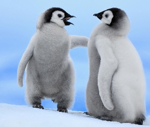 Dwa, Pingwiny, Małe