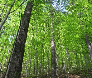 Zielone, Liście, Las