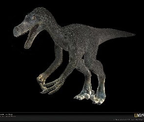 Dinozaur, Velociraptor