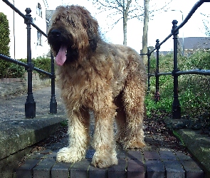 Jasny, Owczarek francuski Briard