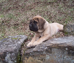 Mastiff, kamienie, Mastif angielski