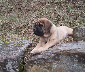 Mastif angielski, kamienie, Mastiff