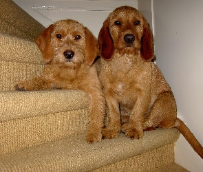 schody, Basset Fauve de Bretagne, dwa, słodkie