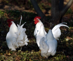 Białe, Koguty