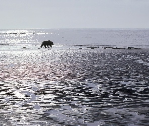 ocean, Niedźwiedź