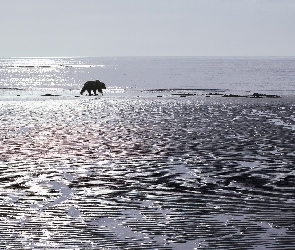 Niedźwiedź, ocean