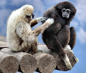 Przyjaciele, Małpki