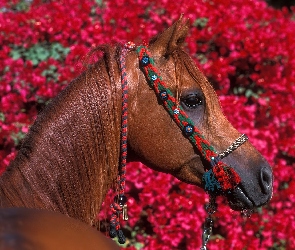 kwiaty, uzda, Koń