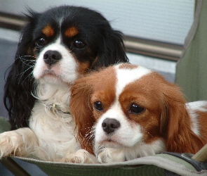 Cavalier King Charles spaniel, słodkie