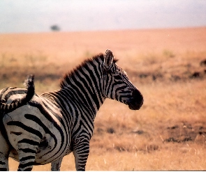 sawanna, trawy, Zebra