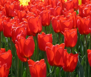 Plantacja, Tulipanów