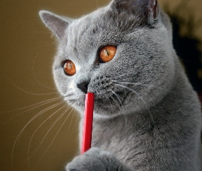 Kot, Ołówek, Brytyjski