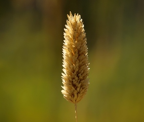 Kłos, Zboża