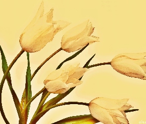 Pochylone, Tulipany