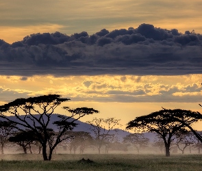 Drzewa, Tanzania, Chmura