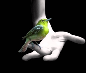 Zielony, Ręka, Ptak